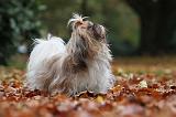 SHIH TZU 195
